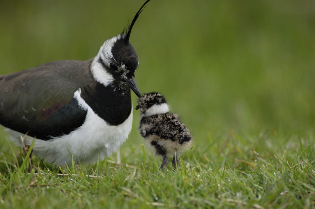 Lapwing, Vanellus vanellus, with recently hatched chick, parent bird is preparing to brood chick.Teesdale,  Co. Durham. May.