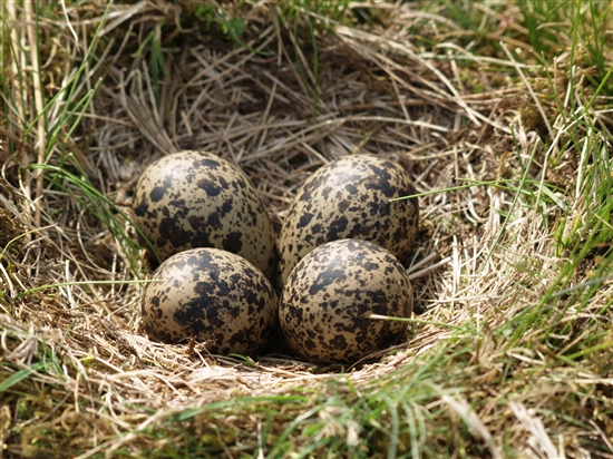 lapwing nest